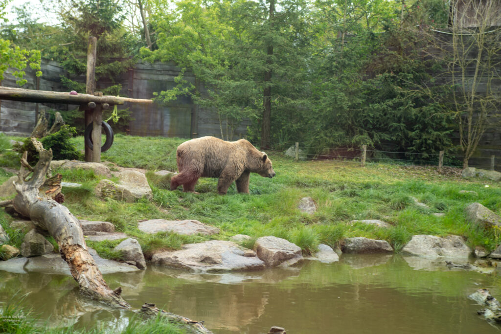 Einsam dreht der Bär seine Runden - Foto: SaarlandToday