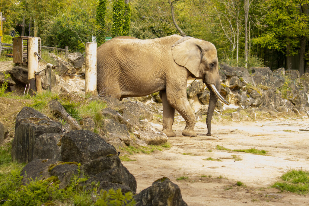 Ein Elefant, Einsam auf weiter Flur - Foto: SaarlandToday