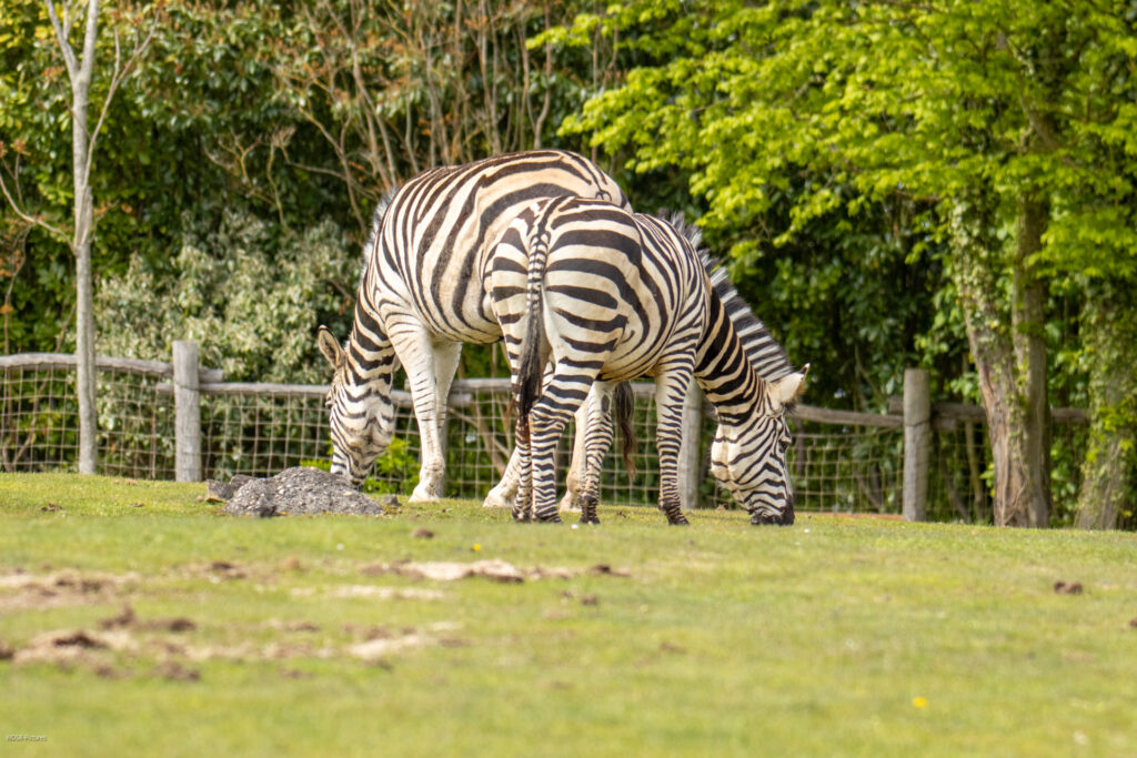 Allein die Zebras hatten genügend Platz - Foto: SaarlandToday